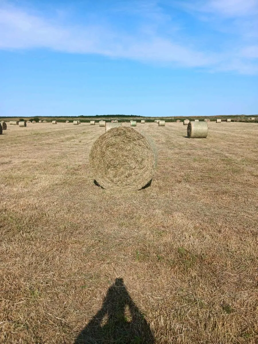 Hay for sale - Image 2