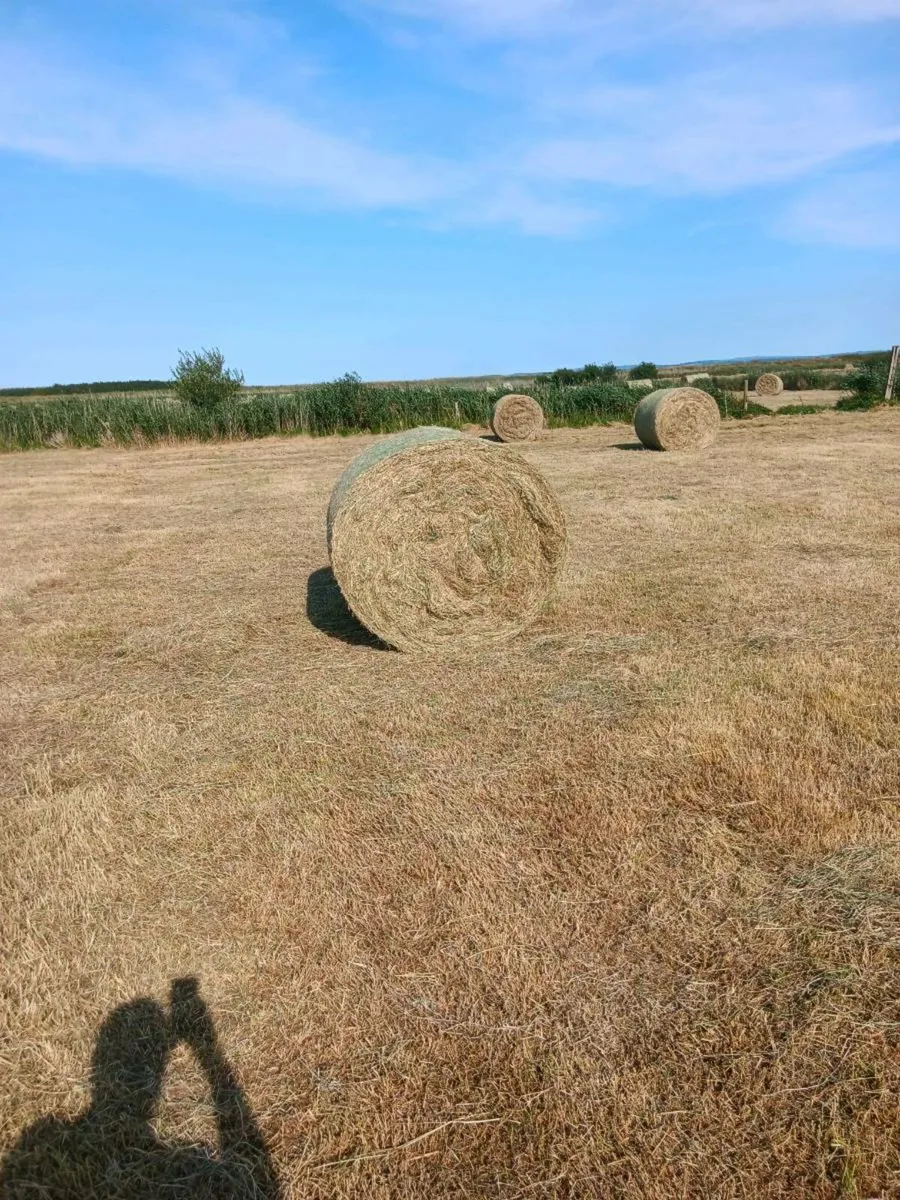 Hay for sale - Image 3
