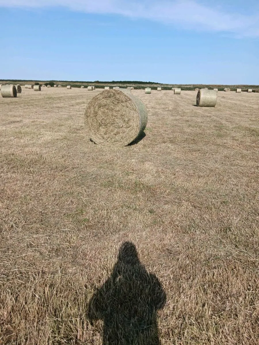Hay for sale - Image 4