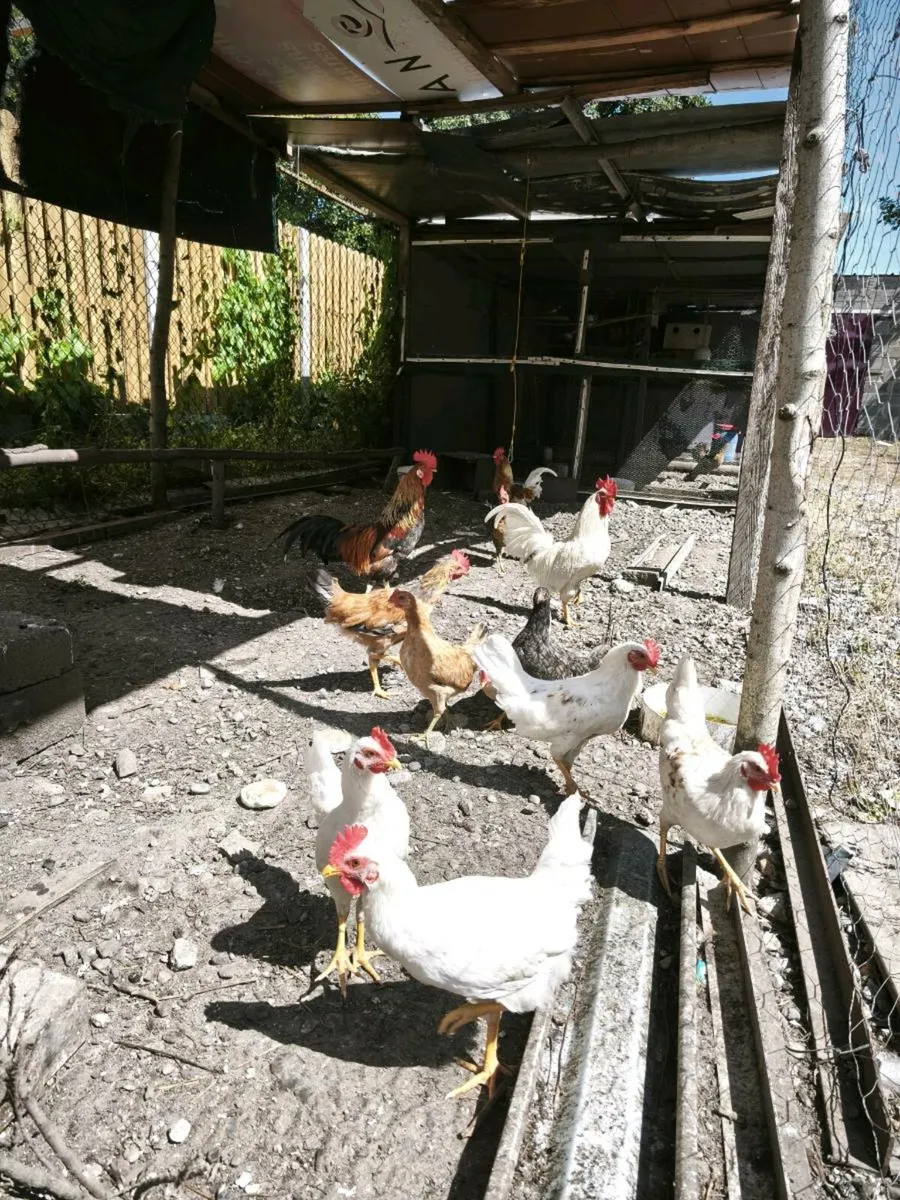 Chicken - Image 1