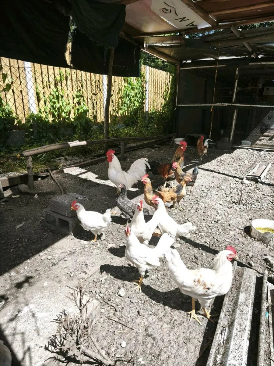 Chicken - Image 2