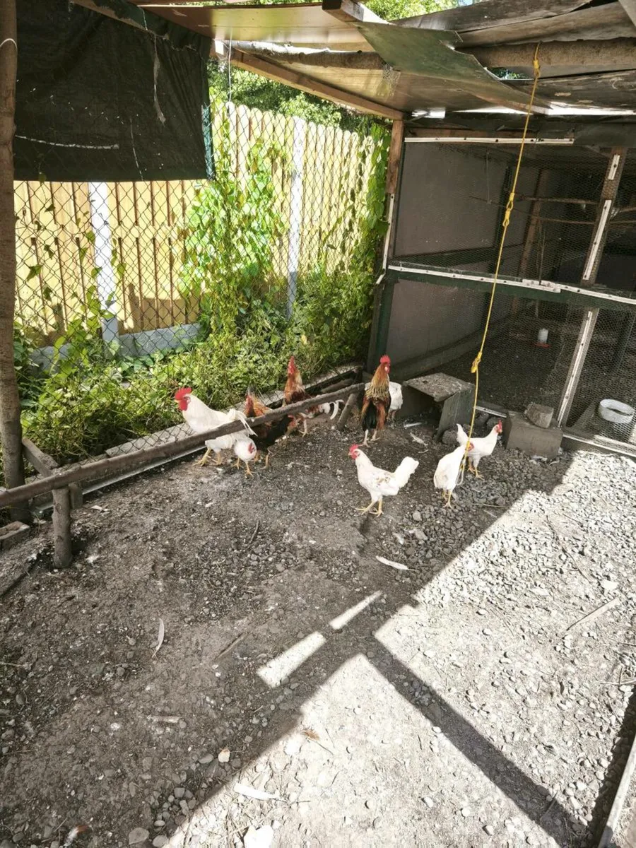 Chicken - Image 3
