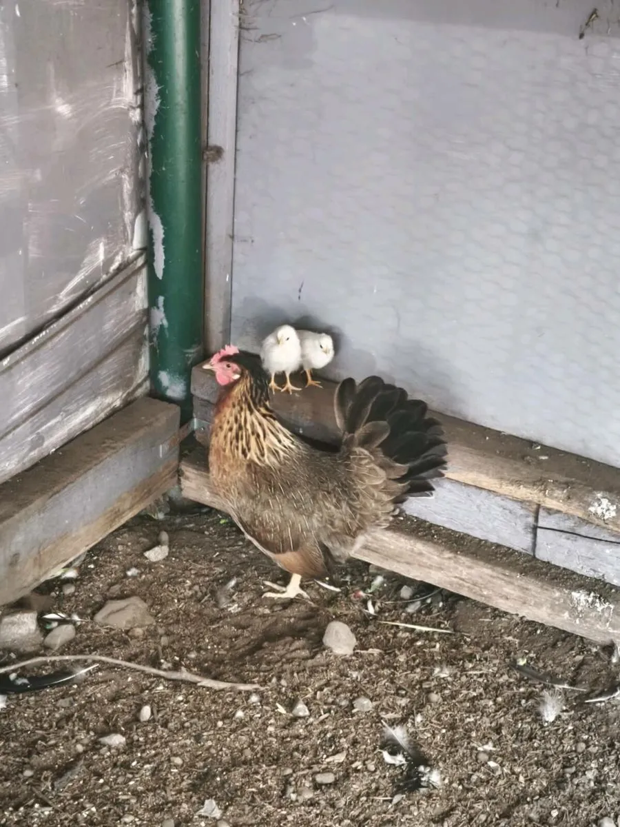 Chicken - Image 4