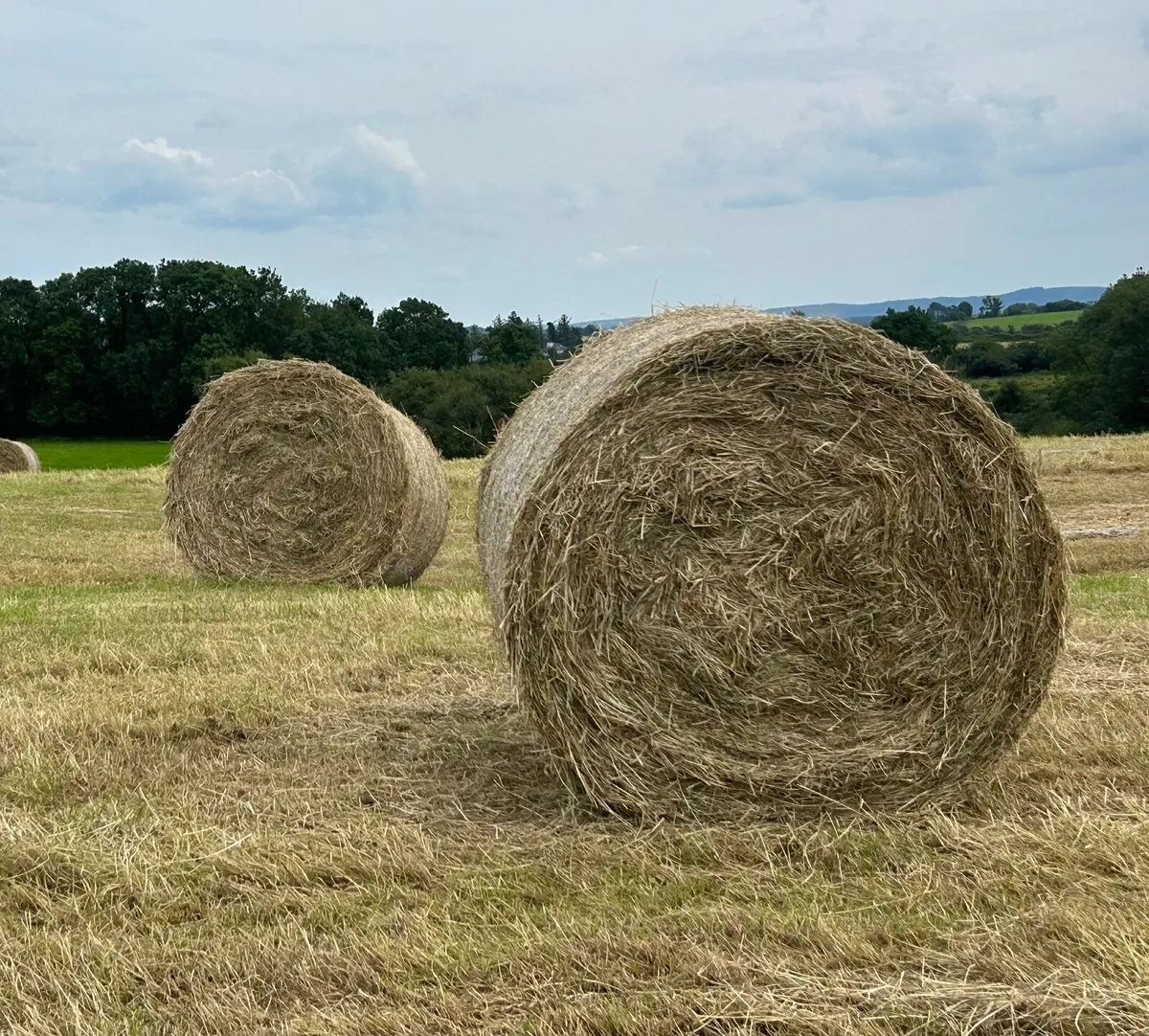 Quality HAY - Image 1