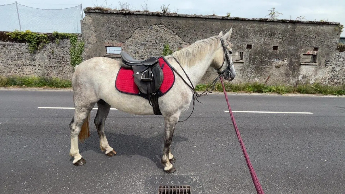 3yr old Irish Draught - Image 1