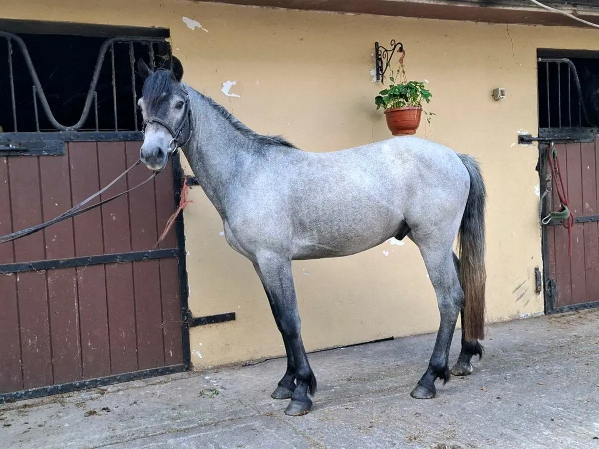Connemara pony - Image 1