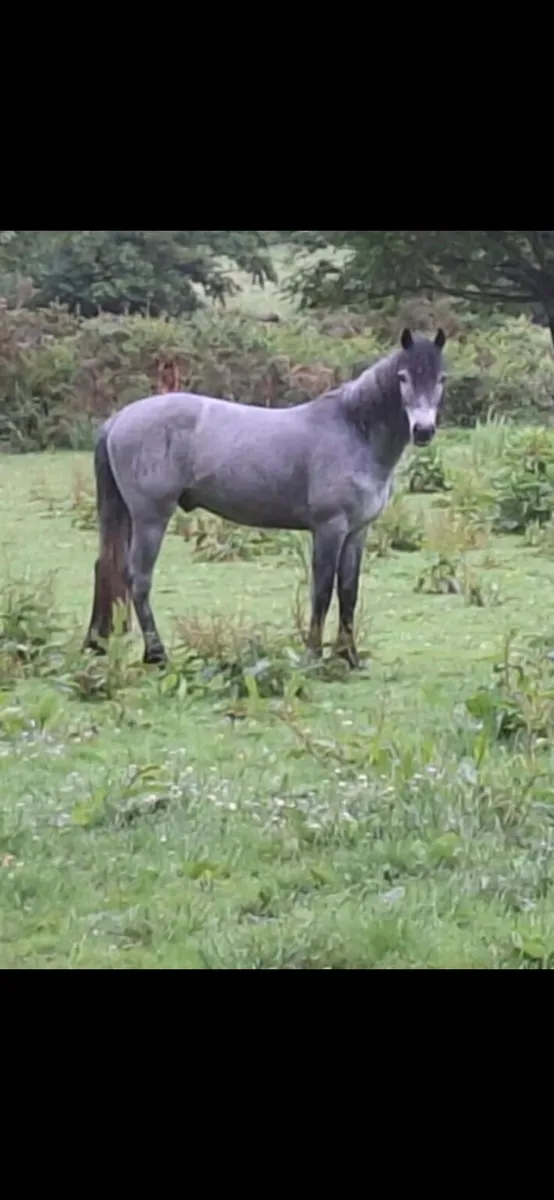 Connemara pony - Image 2
