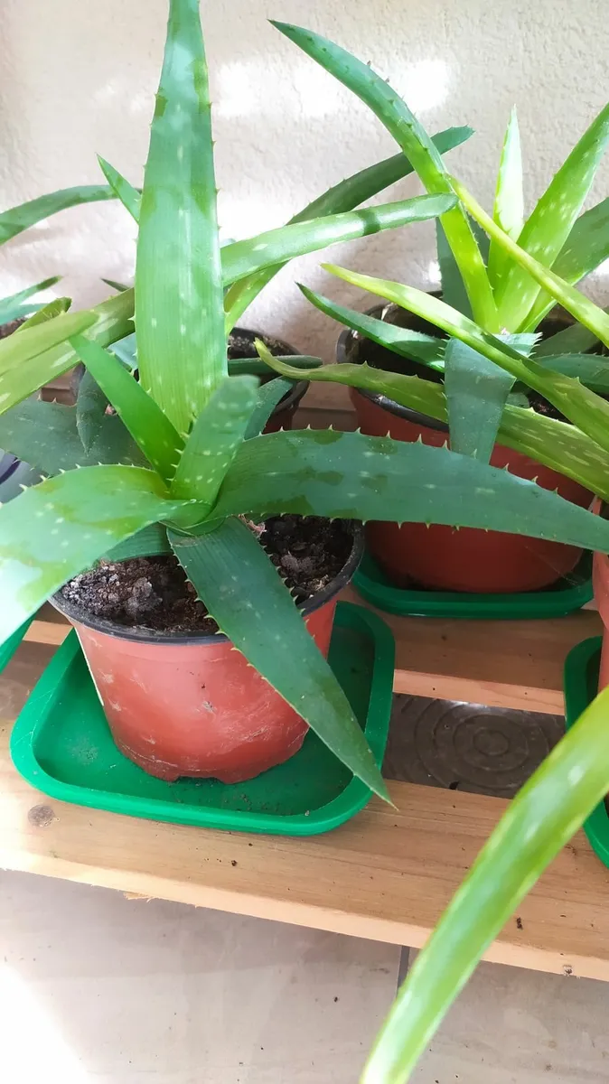 Aloe - Image 1