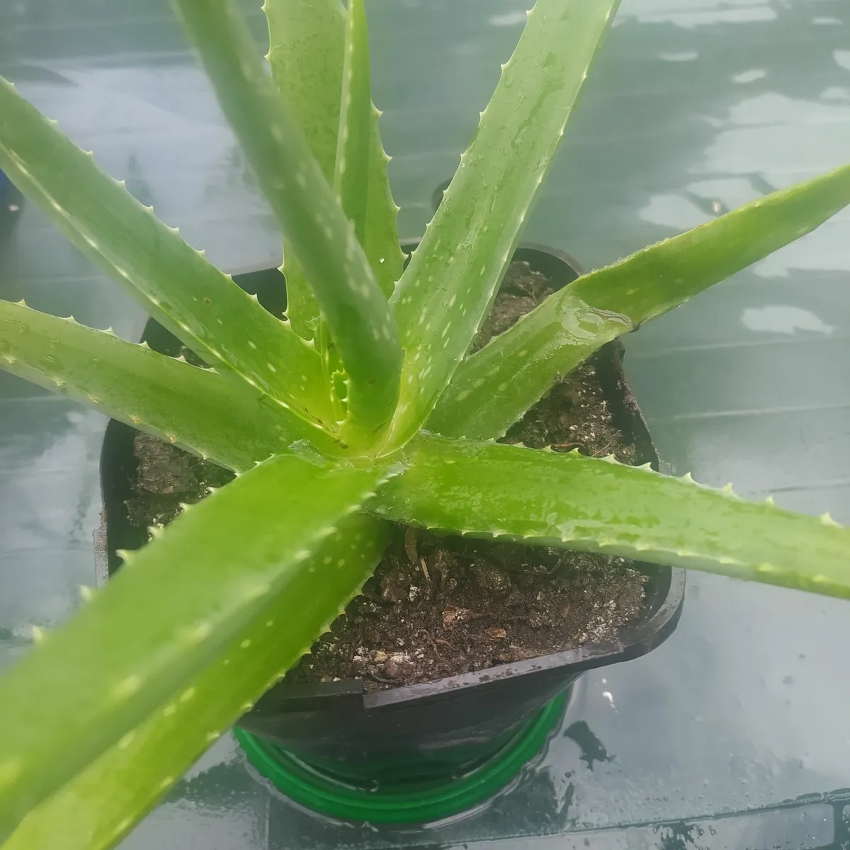 Aloe - Image 2