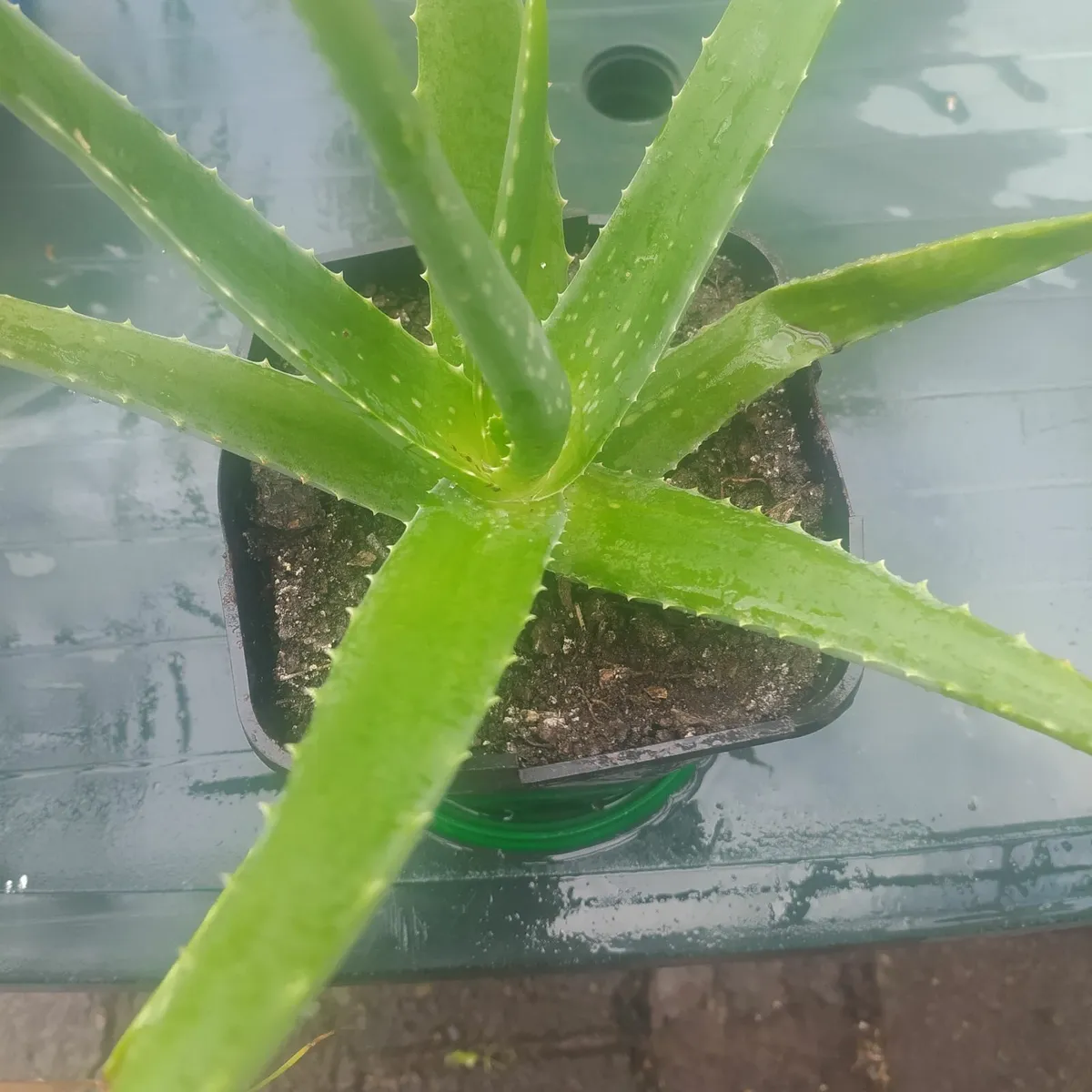 Aloe - Image 4