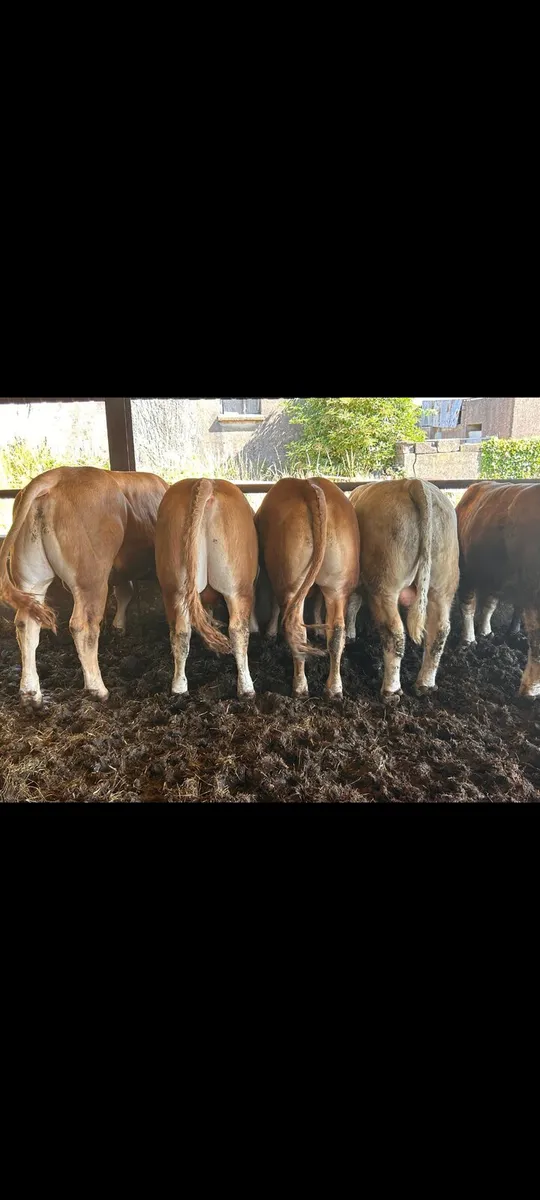 6 Super under 16 months bulls - Image 1