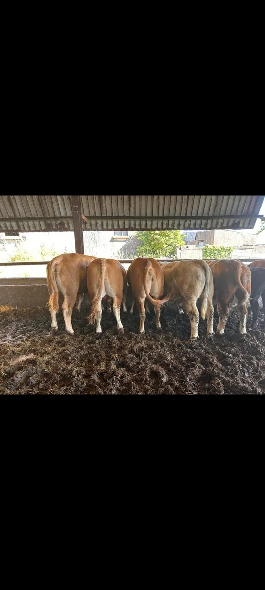 6 Super under 16 months bulls - Image 2