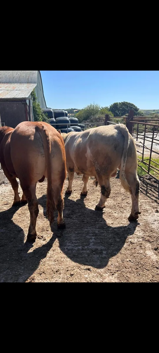 6 Super under 16 months bulls - Image 3