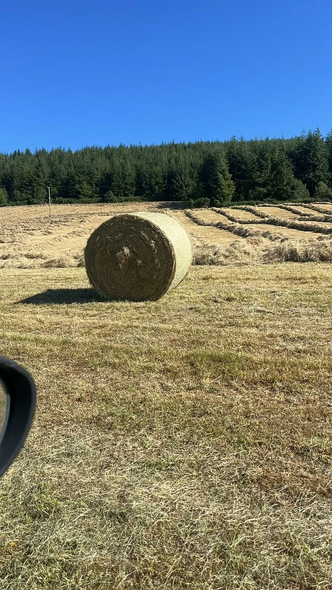 Hay for sale