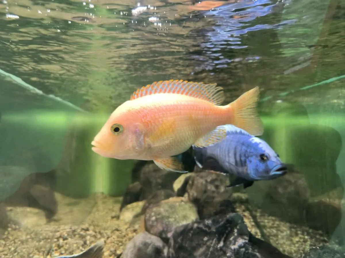 Malawi fish - Image 2