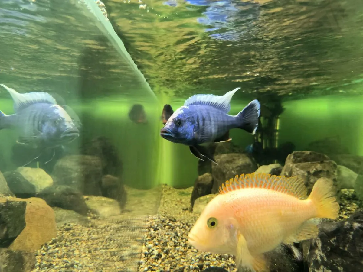 Malawi fish - Image 3