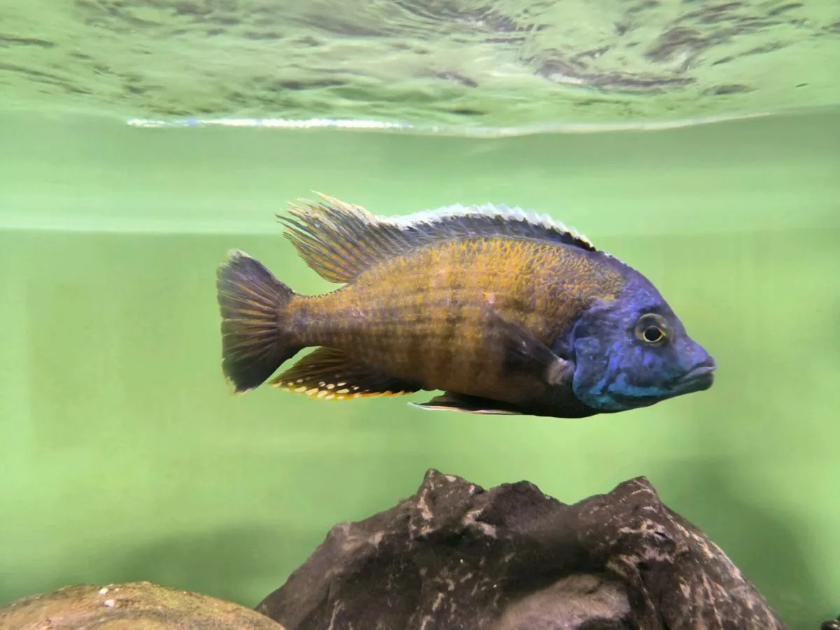 Malawi fish - Image 4