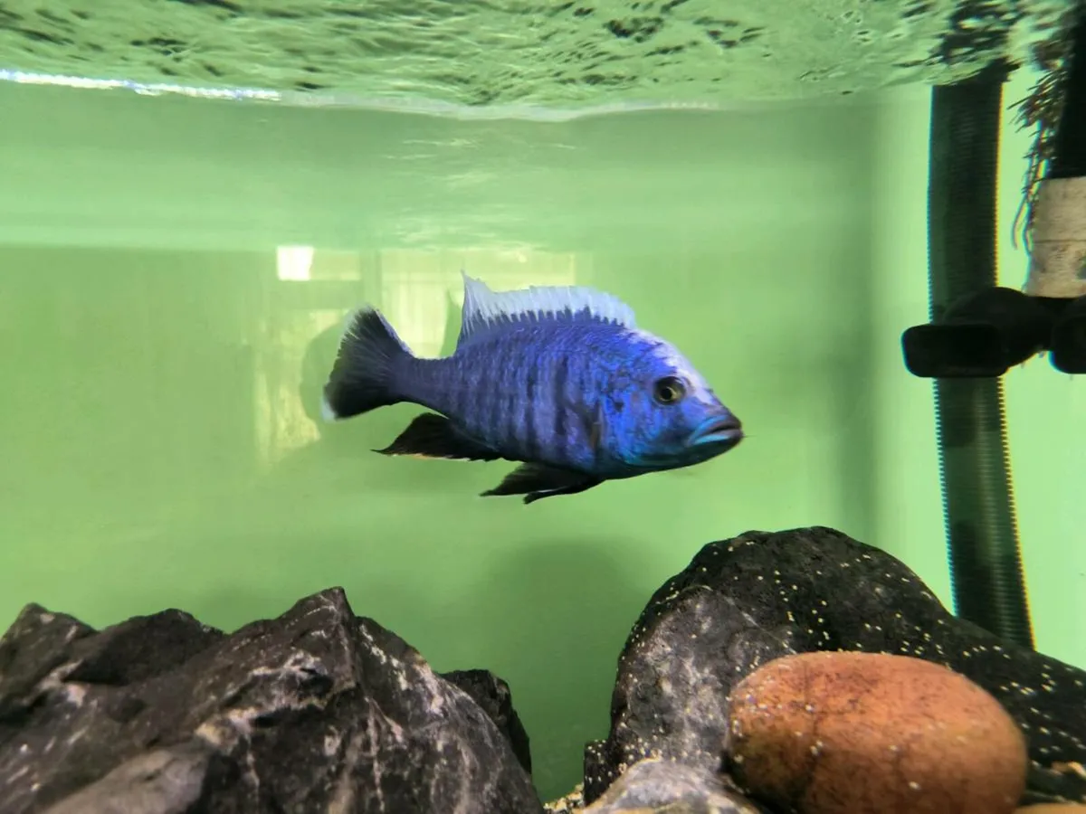 Malawi fish - Image 1