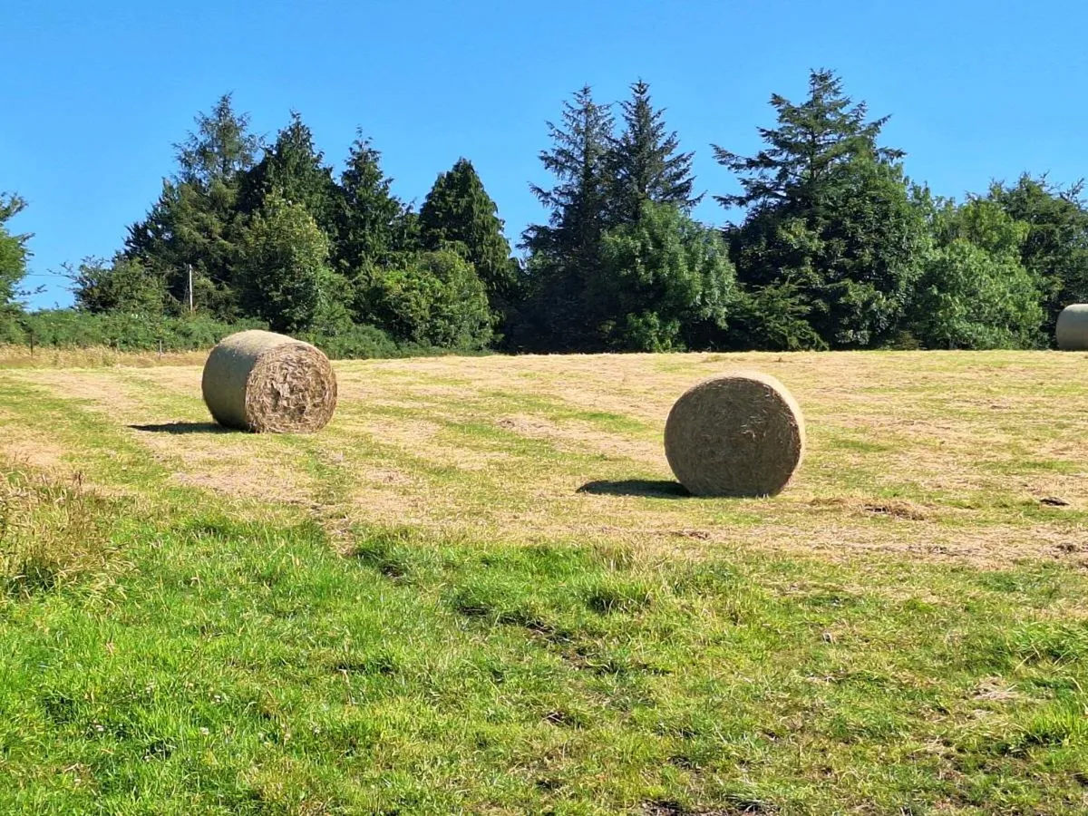 Hay bales - Image 1