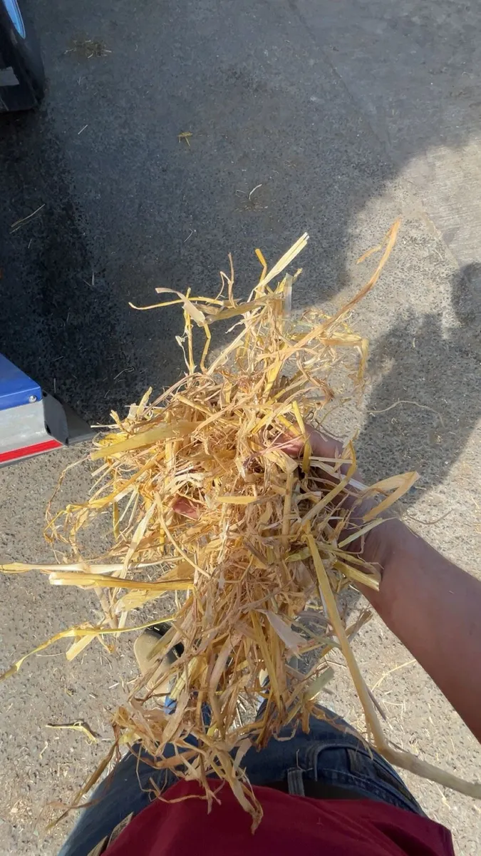 Straw - Image 2