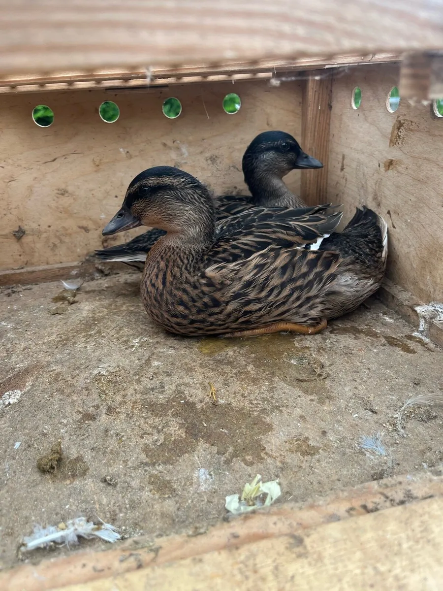 Call ducks - Image 2