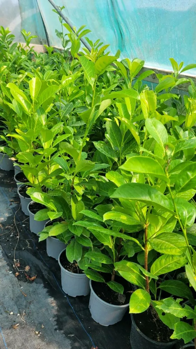 Laurels for sale - Image 2