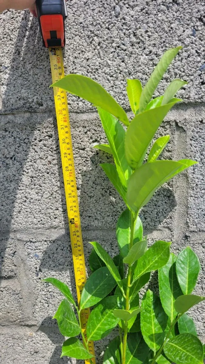 Laurels for sale - Image 1
