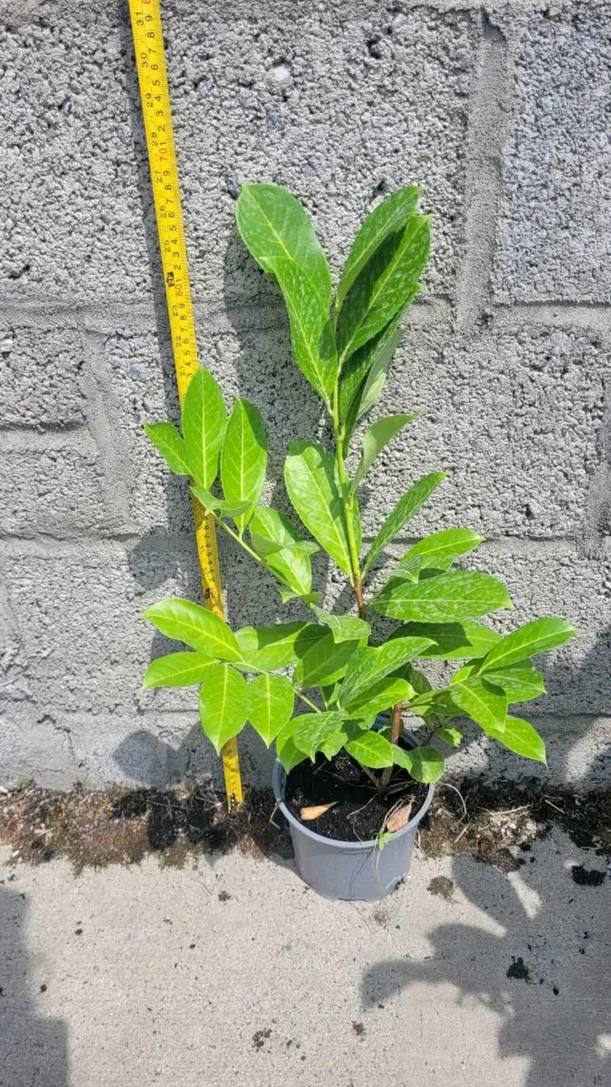 Laurels for sale - Image 4