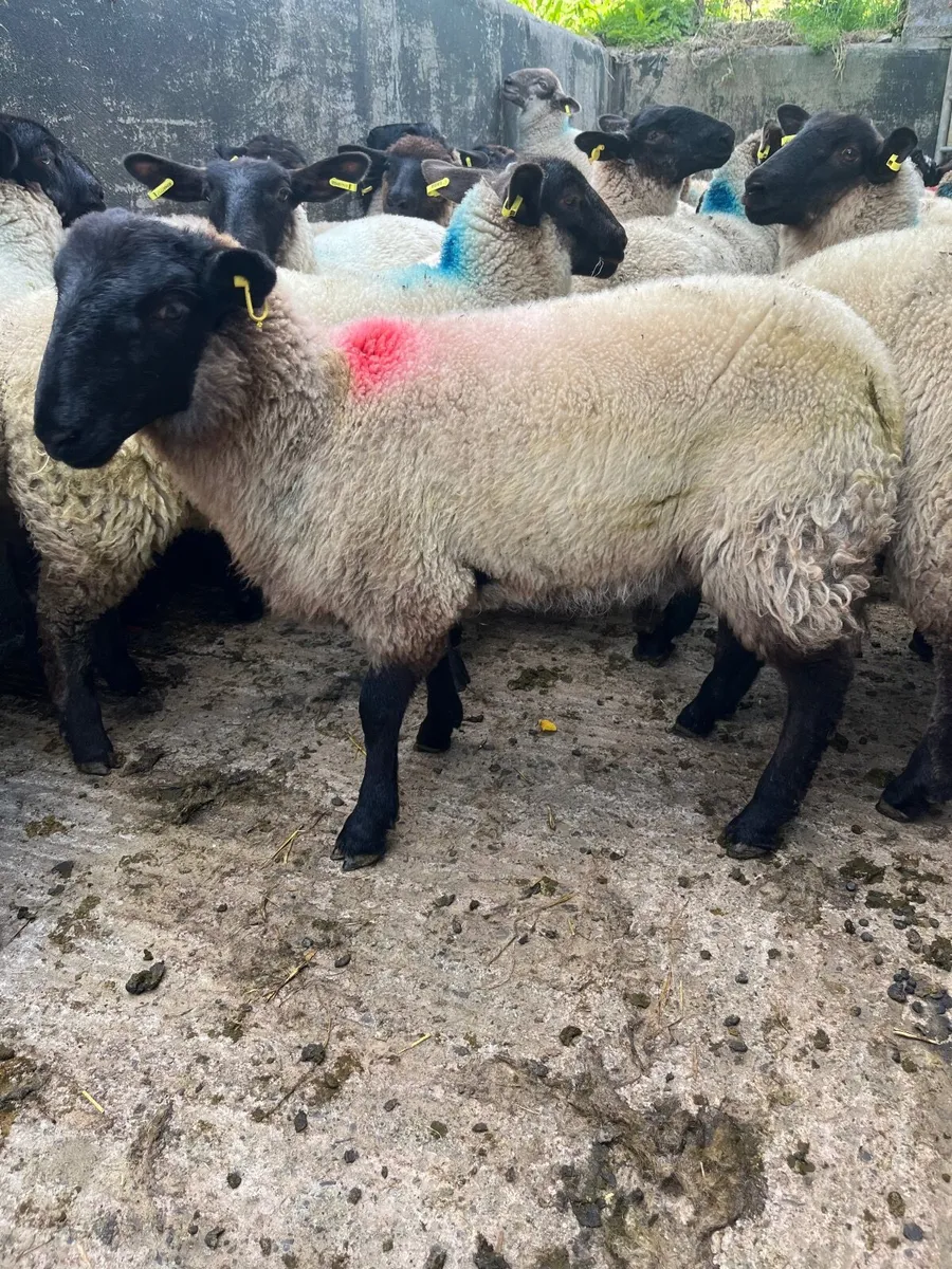 Store lambs - Image 4