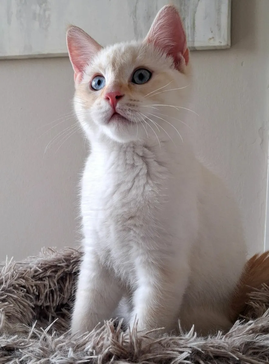 Beautiful kittens - Image 1