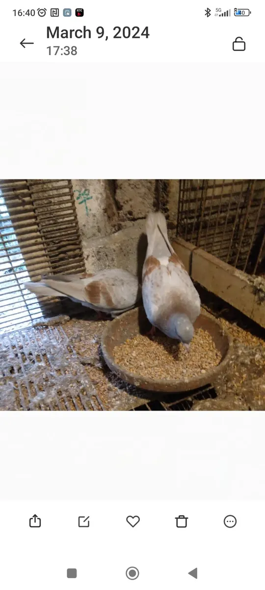 Pigeons - Image 2
