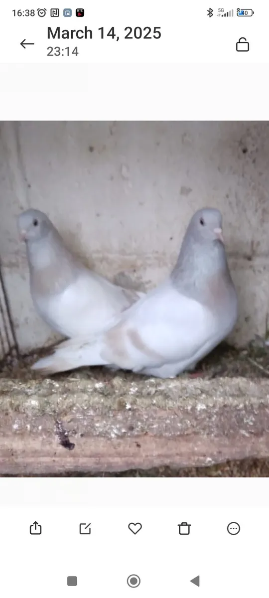 Pigeons - Image 3