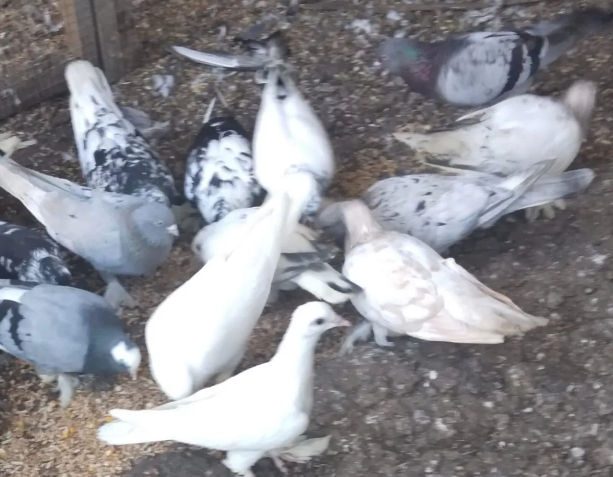 Pigeons - Image 4
