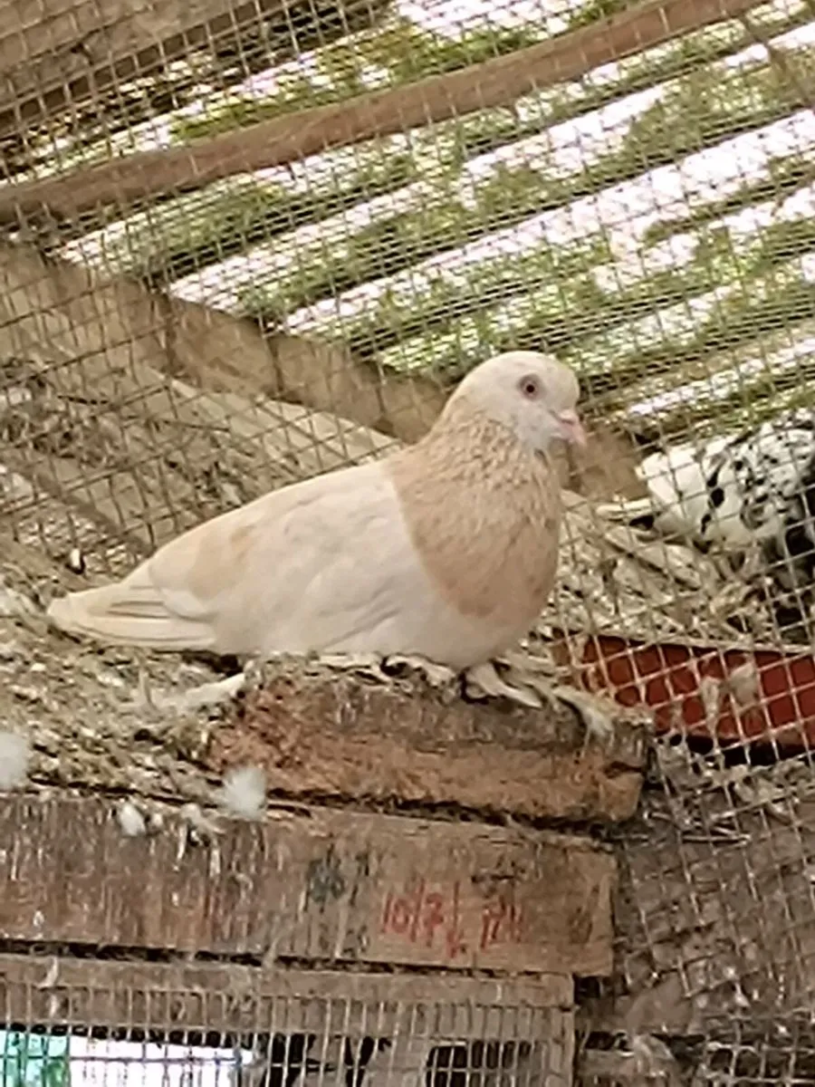 Pigeons - Image 1