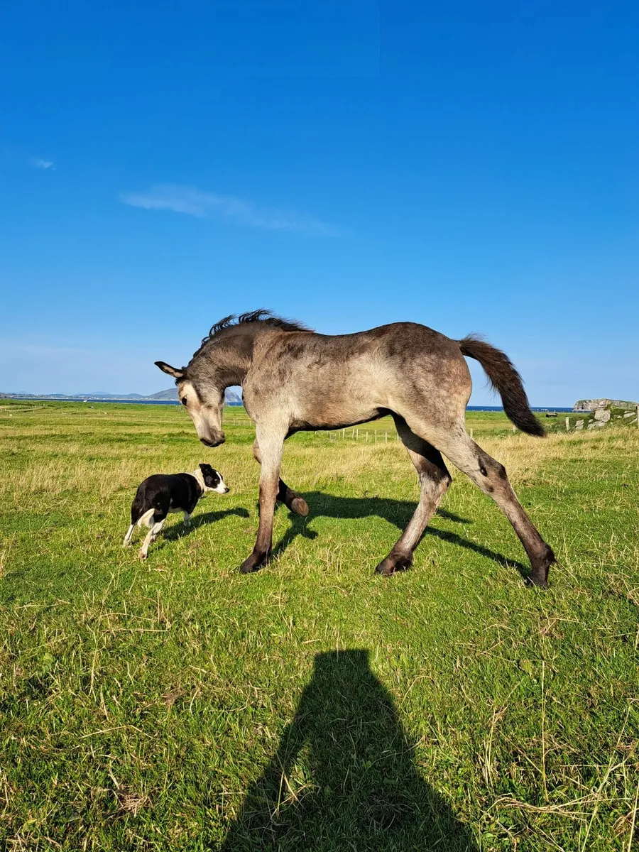 Stunning, Quality Buckskin/Dun Filly Foal - Image 4