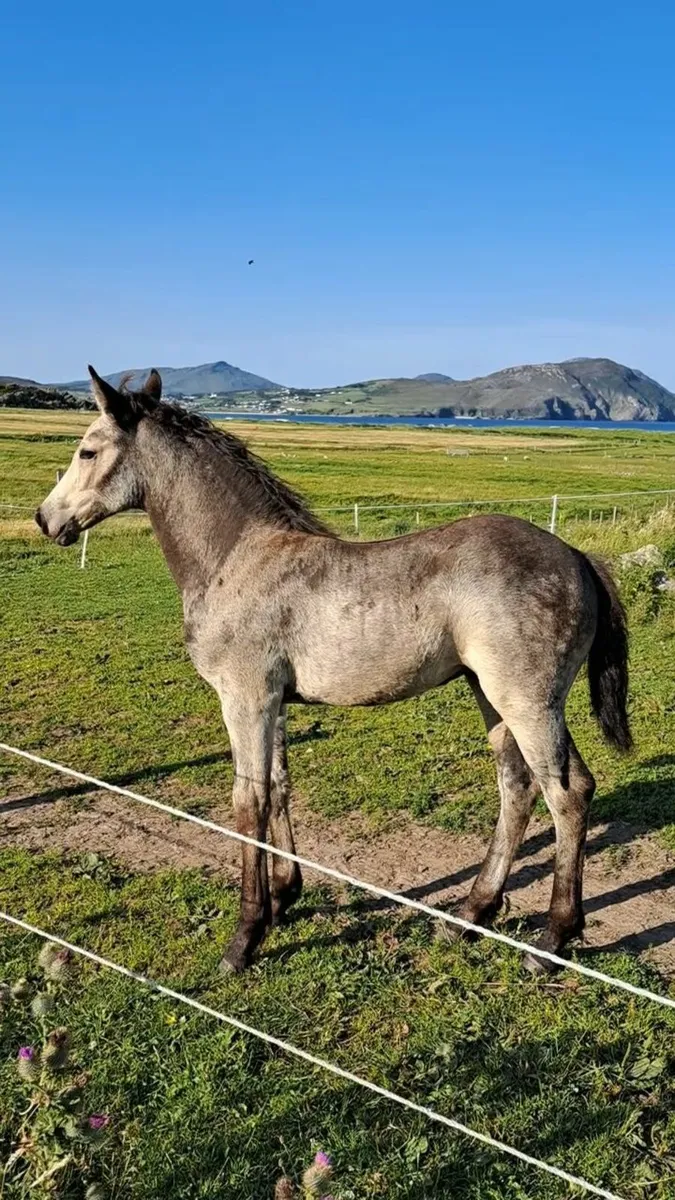 Stunning, Quality Buckskin/Dun Filly Foal - Image 2