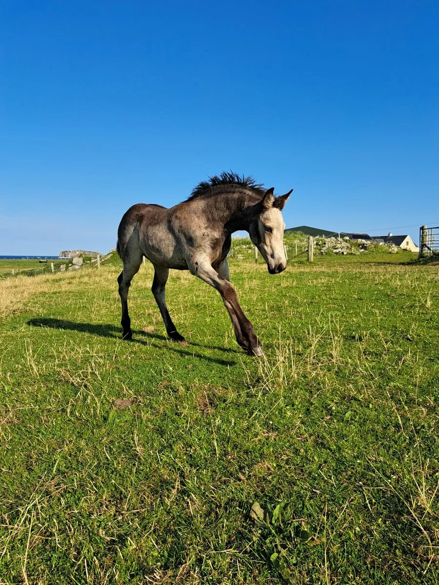 Stunning, Quality Buckskin/Dun Filly Foal - Image 3