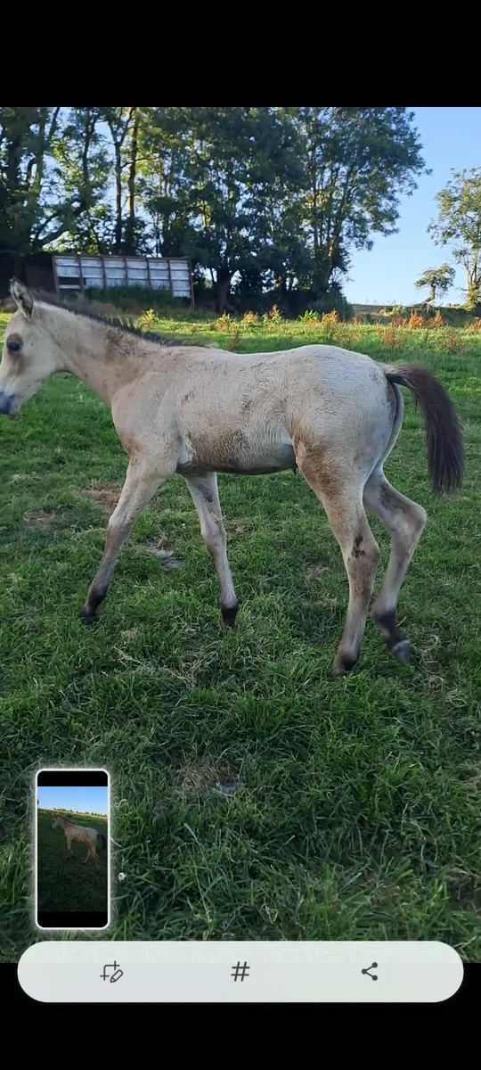 Buckskin filly  Foal - Image 1