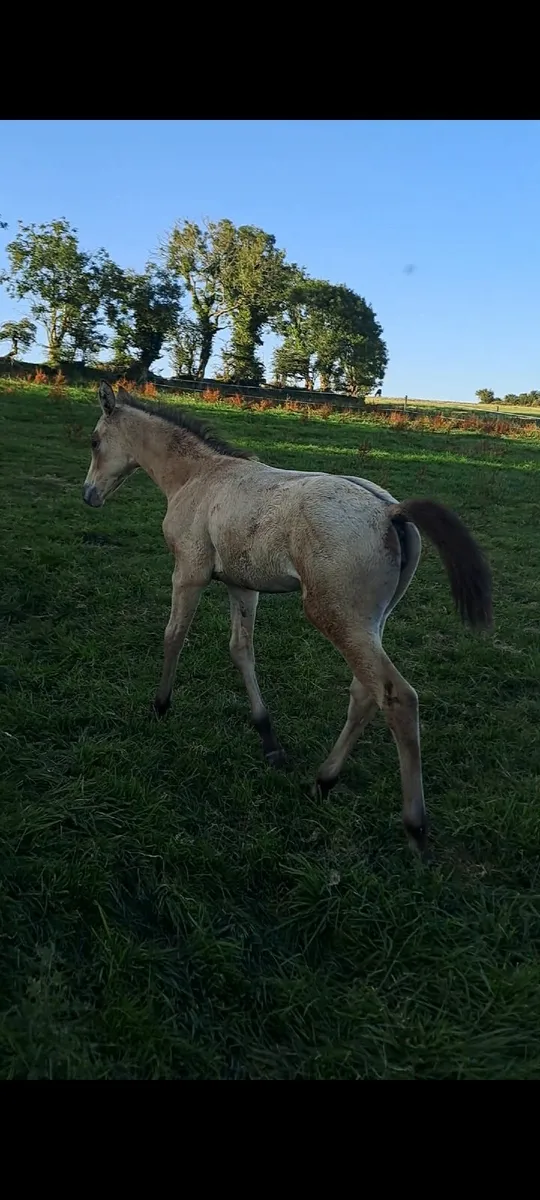 Buckskin filly  Foal - Image 2