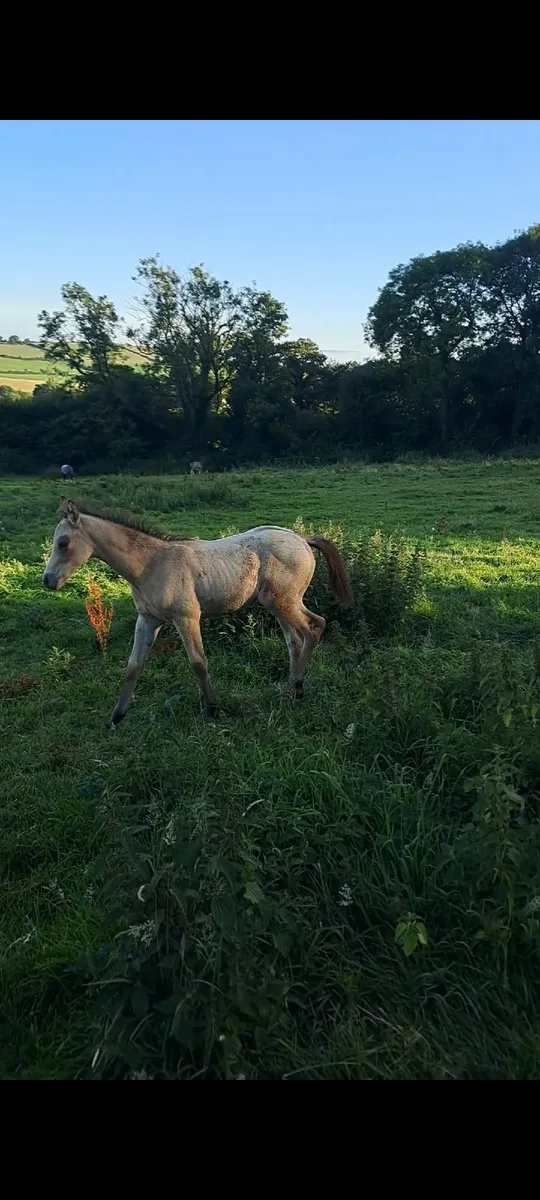 Buckskin filly  Foal - Image 3