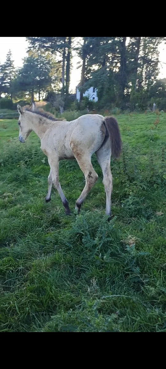 Buckskin filly  Foal - Image 4