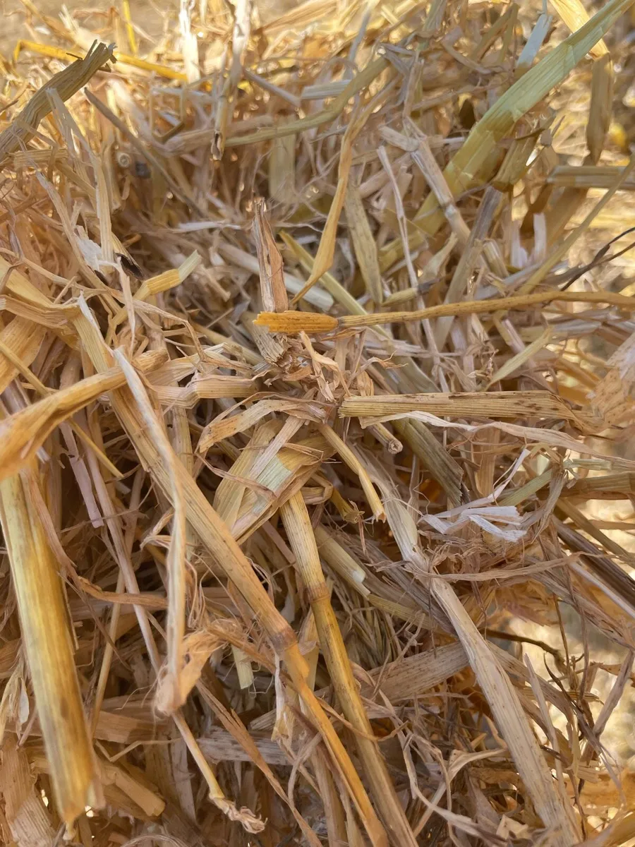 Wexford straw delivered nationwide - Image 3