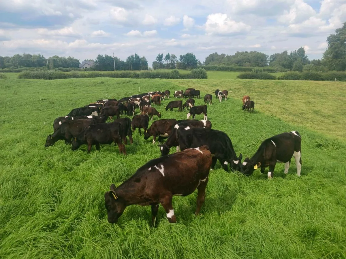 Friesian Bulls - Image 1