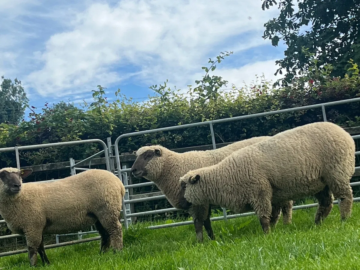 Sheep - Image 1