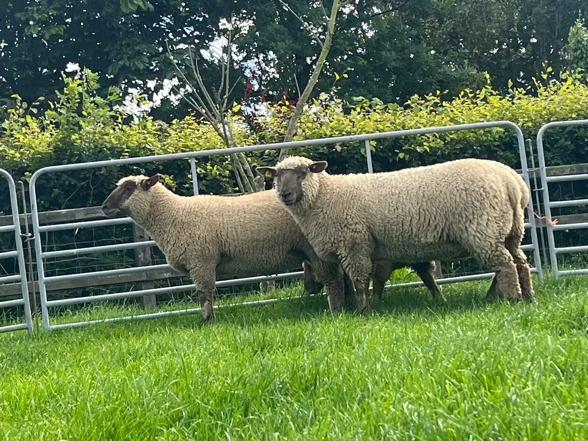 Sheep - Image 2