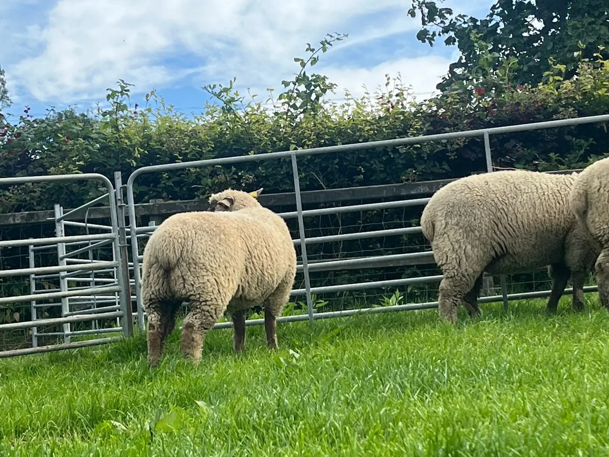 Sheep - Image 3
