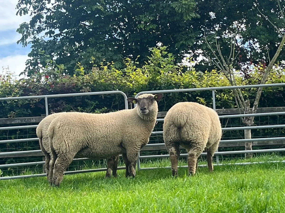Sheep - Image 4