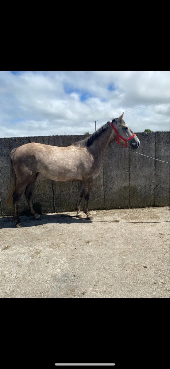 3yr olds sport horses. - Image 2