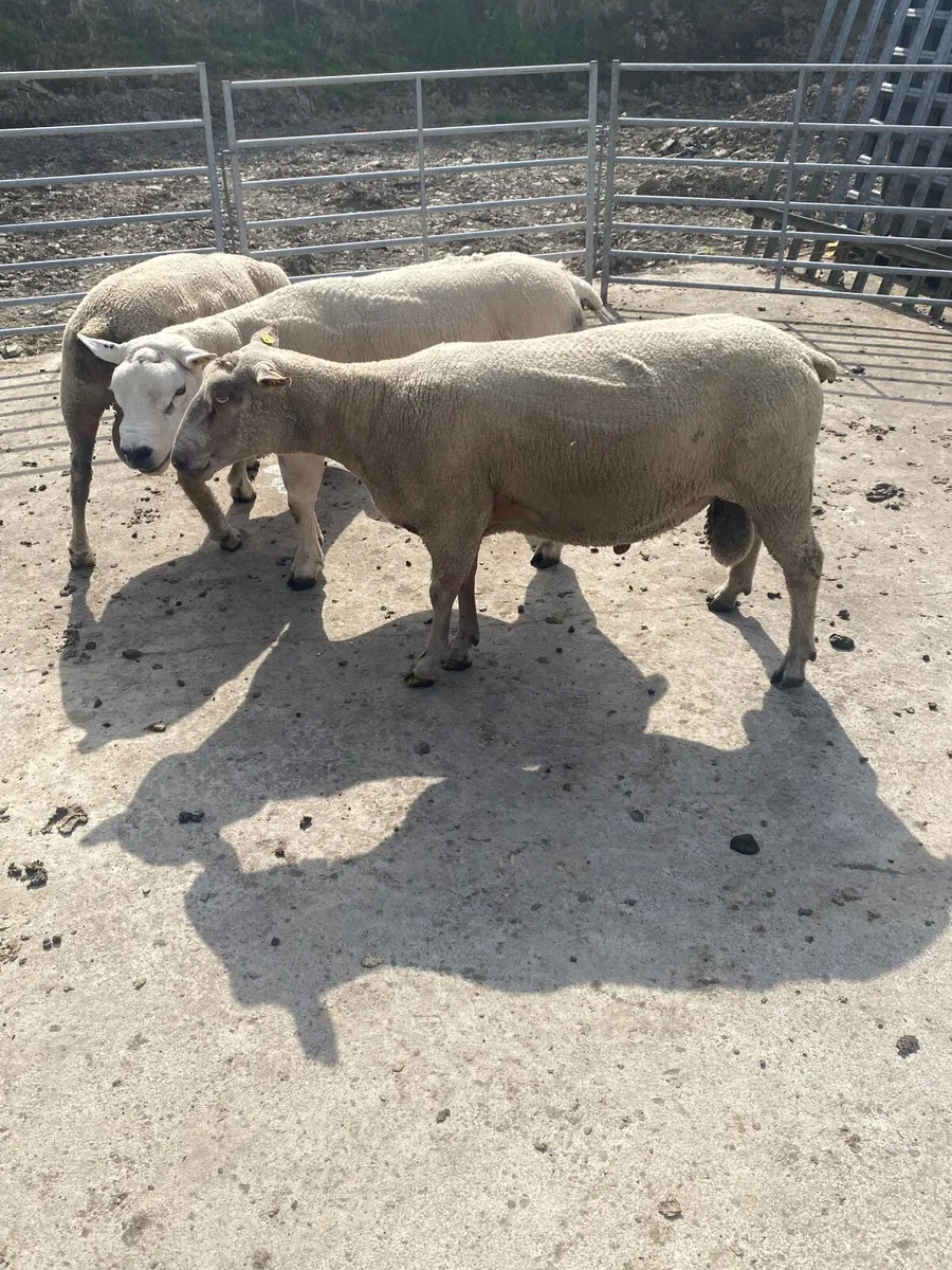 Rams Texel & char - Image 2