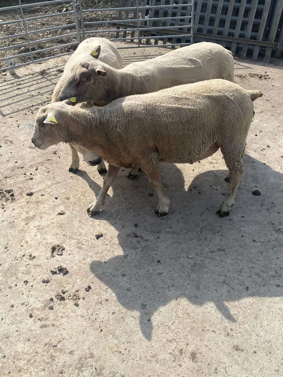 Rams Texel & char - Image 3